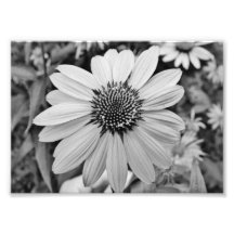 Épreuve photographique des expressions 5x7