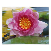 Épreuve photographique du nénuphar 10x8