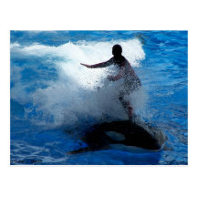 Équitation d'entraîneur sur la photographie d'orqu cartes postales