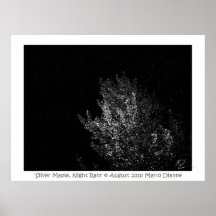 'Érable argenté, nuit Rain Posters