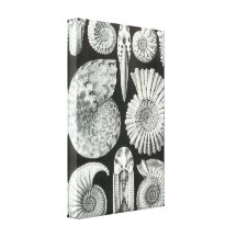 Ernst Haeckel - Ammonitida Toiles Tendues Sur Châssis