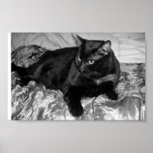 Ernstige Zwarte Kat Plaat