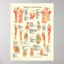 Espagnol de Músculos y Articulaciones Anatomia Poster