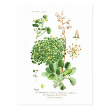 Espèces de saxifrage cartes postales