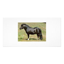 étalon miniature de poney modèle pour photocarte
