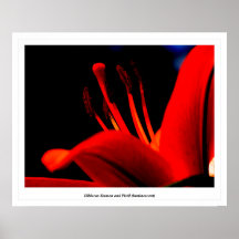 Étamine et pistil de ketmie (luminescents) posters