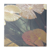 étang flowers.jpg carreaux