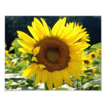Été 11 x de tournesol épreuve photographique 8,5