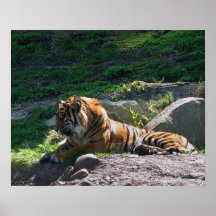 Étincelles de KIW : Mensonge laissé de tigres de s Poster