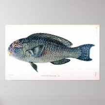 Étude historique de poissons posters
