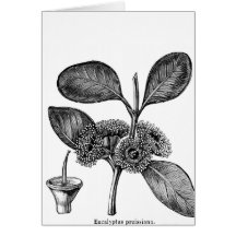 Eucalyptus botanique d'illustration, carte vierge