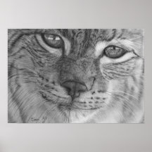 European Lynx Poster