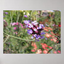 Explosion pourpre posters