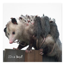 Faire-part de maman Possum Humorous Birth Photo