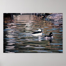 Faites et bufflehead femelle posters