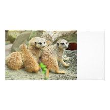 Familie van meerkats - de Kaart van de Foto Gepersonaliseerde Fotokaarten