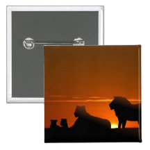 famille de lion badges avec agrafe