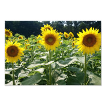 Famille de tournesol épreuve photographique 12 x 8