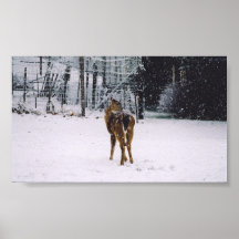 faon neigeux posters