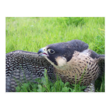 Faucon de Peregine dans l'herbe Cartes Postales