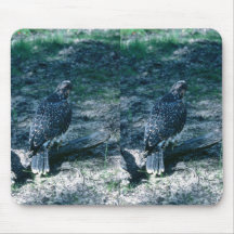 Faucon pérégrin, juvénile tapis de souris