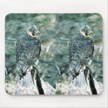 Faucon pérégrin tapis de souris
