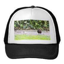 Femelle de merle mangeant des baies casquette de camionneur