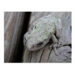 Fermez-vous de la grenouille d'arbre blanche cartes postales