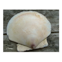 Feston Shell Carte Postale