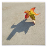 Feuille d'automne avec l'ombre impression photographique
