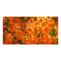 Feuille d'automne photocartes