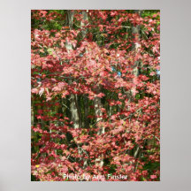 Feuille de chute/Boston, le Massachusetts Posters