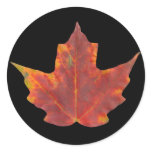 Feuille d'érable rouge