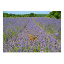 Field of lavender - Champ de lavande Modèles De Cartes De Visite