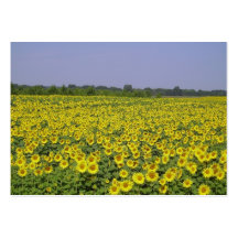 Field of sunflower - Champ de tournesol (01) Modèle De Carte De Visite