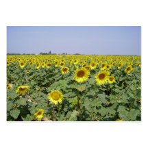 Field of sunflower - Champ de tournesol (03) Cartes De Visite Personnelles