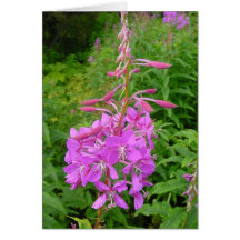 Fireweed Carte De Vœux