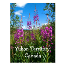 Fireweed du Yukon Cartes Postales