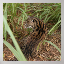FishingCat003 Posters