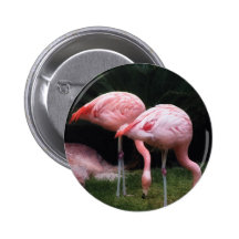 Flamant - un ensemble de flamants pin's