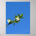 ----fleur à plomb d'arbre---- affiche