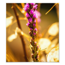 fleur photographies