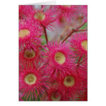 Fleur australienne de gomme cartes