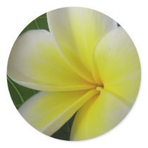 Fleur blanche et jaune de Frangipani