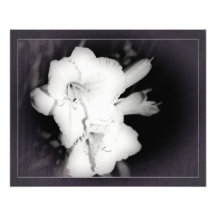 Fleur blanche photo sur toile