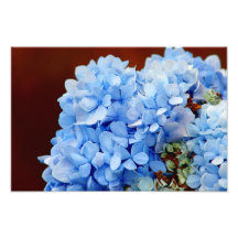Fleur bleue de Hortensia Photos Sur Toile