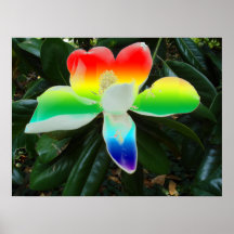 "Fleur d'arc-en-ciel " Posters