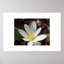 Fleur de Bloodroot Posters