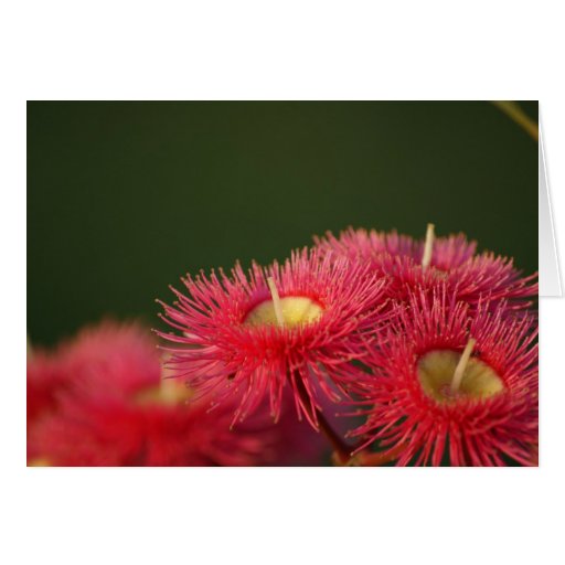 Fleur de gomme d'eucalyptus carte