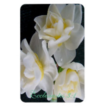 Fleur de Jonquil - 3:1 d'Ecclesiastes Magnets Rectangulaire